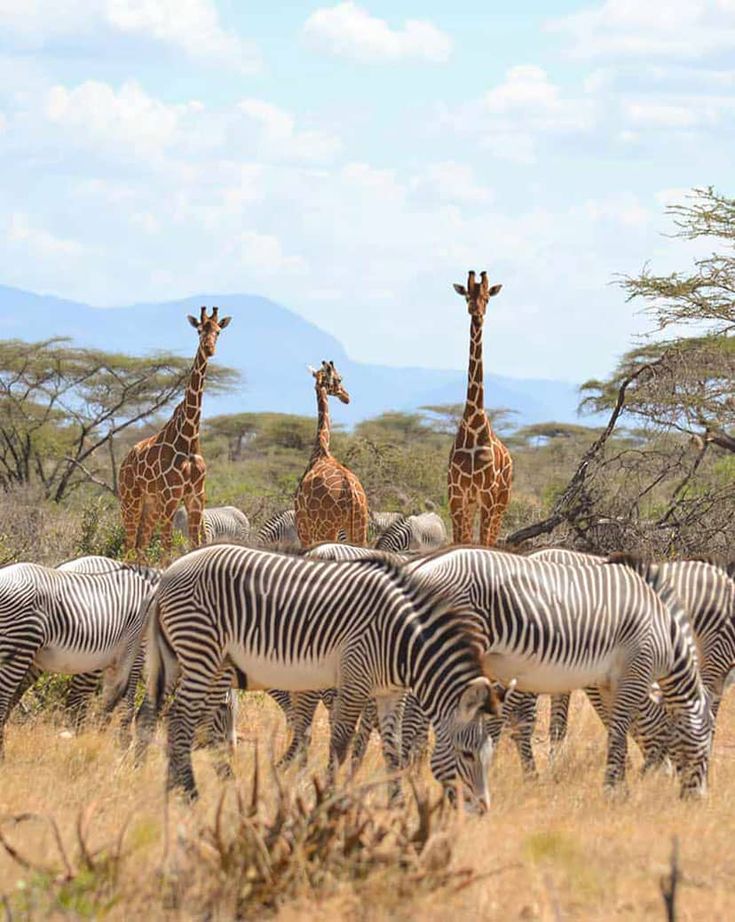 5-Day Masai Mara-Nakuru-Naivasha-Joining Group Budget